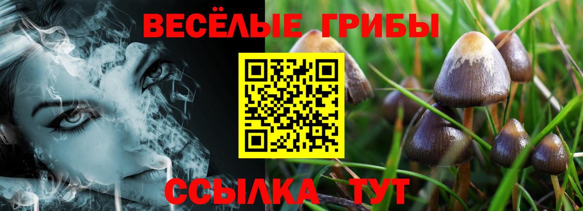Псилоцибиновые грибы GOLDEN TEACHER  купить наркоту  Ставрополь  Вход с VPN 