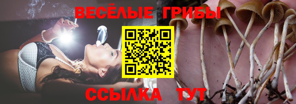 Псилоцибиновые грибы Psilocybine cubensis Ставрополь